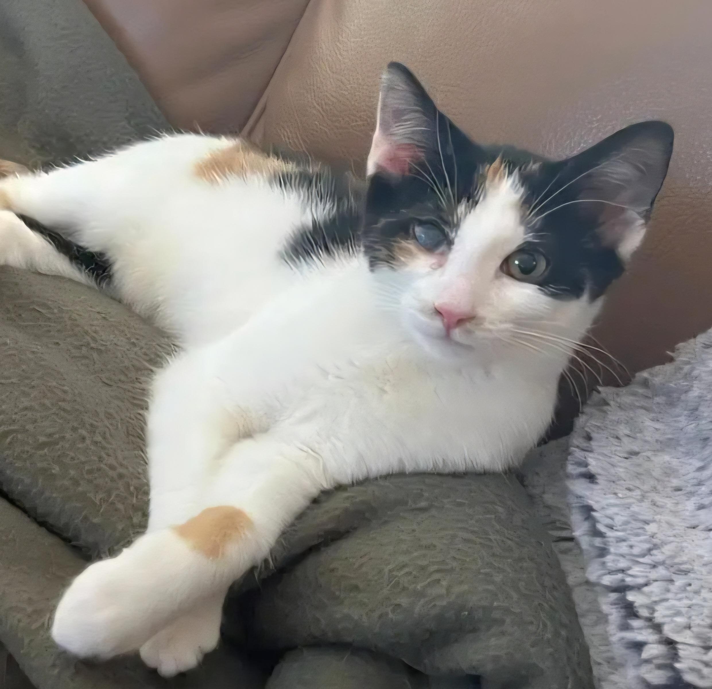 Fern, Adoptable, Kitten Female Domestic Short Hair & Calico.