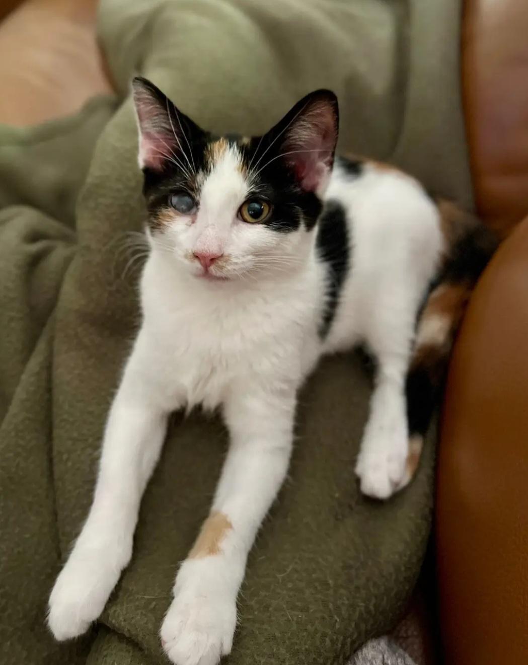 Fern, a Adoptable mixed breed in Rochester Hills, MI image 4/6