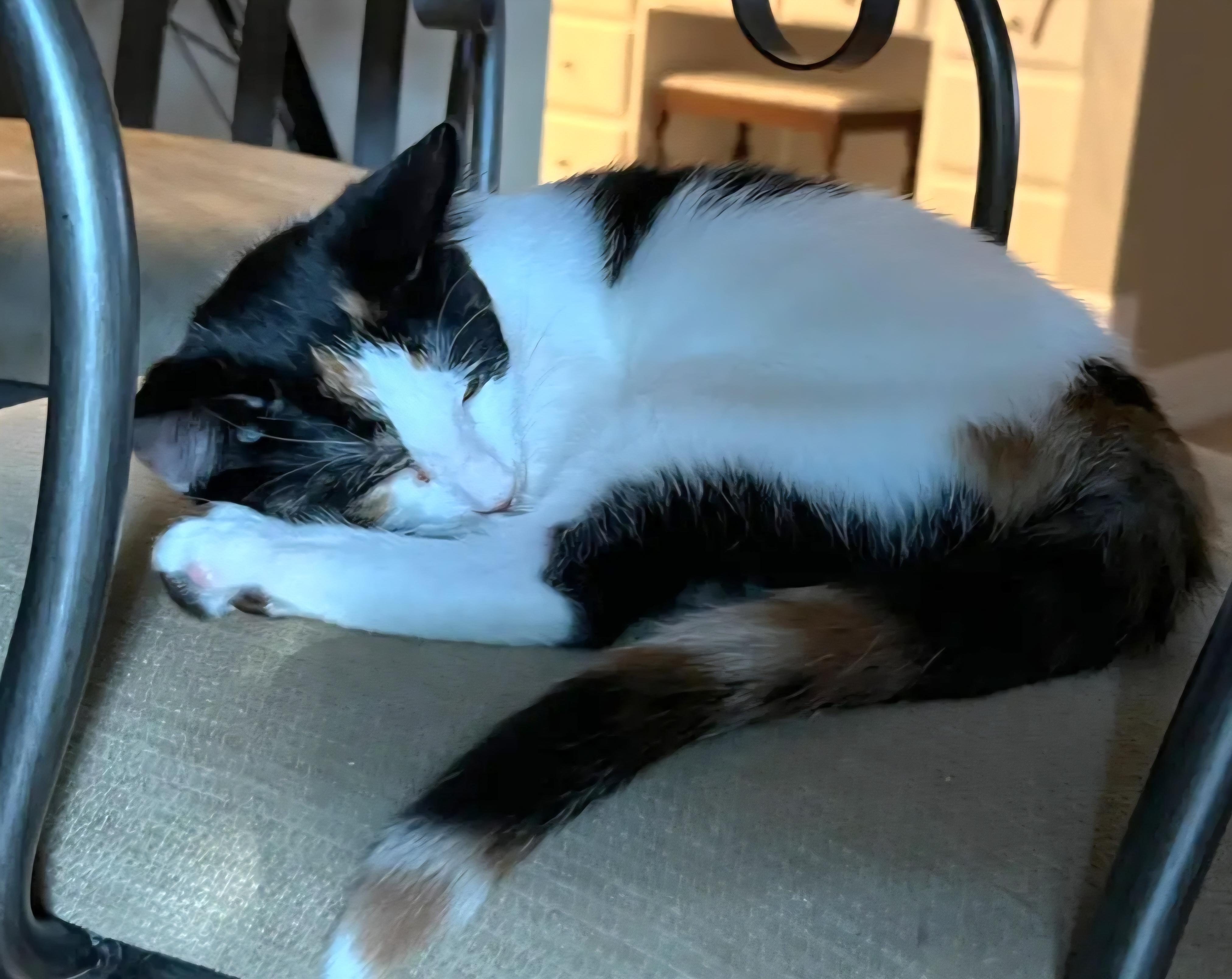 Fern, a Adoptable mixed breed in Rochester Hills, MI image 5/6