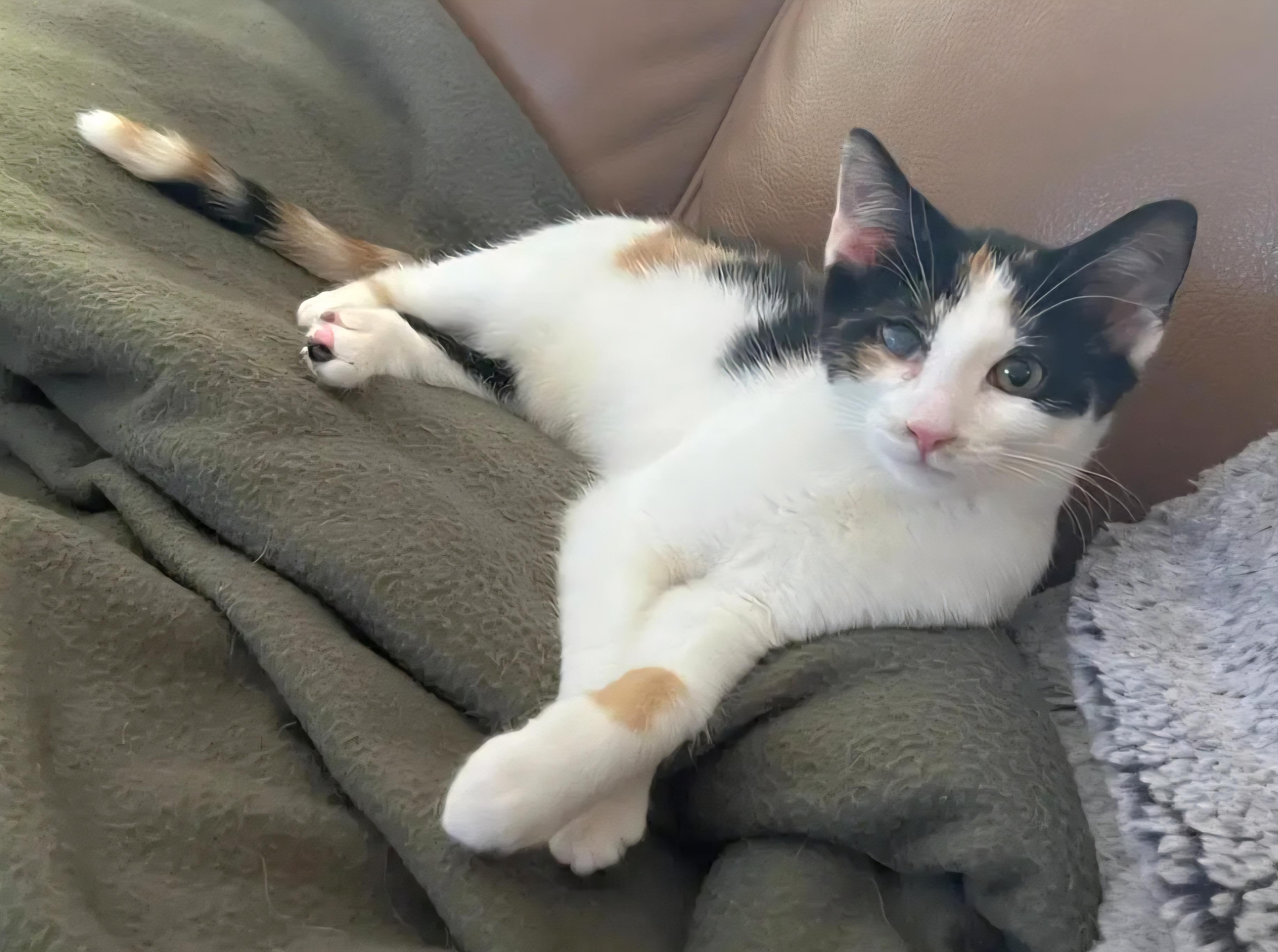 Fern, a Adoptable mixed breed in Rochester Hills, MI image 6/6