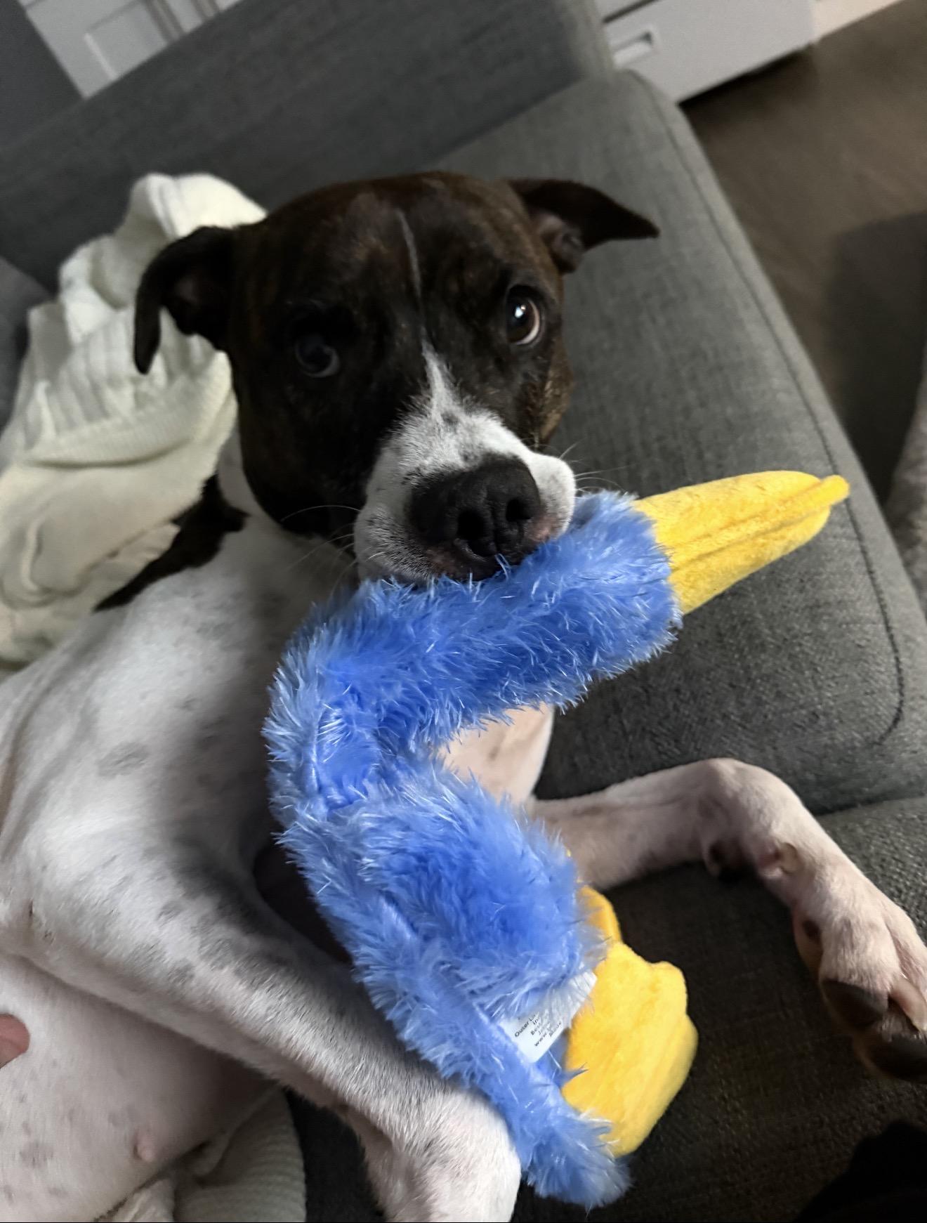 Beauty, Adopted, Young Female Pit Bull Terrier & Boxer.