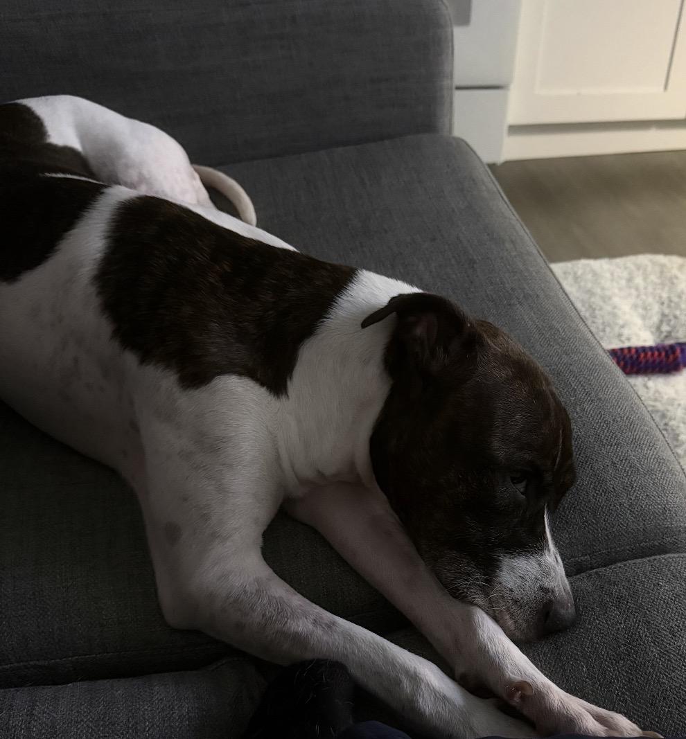 Enlarge Beauty, a Adopted mixed breed in New York, NY image 4/5