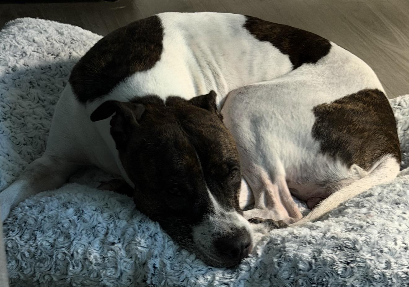 Enlarge Beauty, a Adopted mixed breed in New York, NY image 3/5