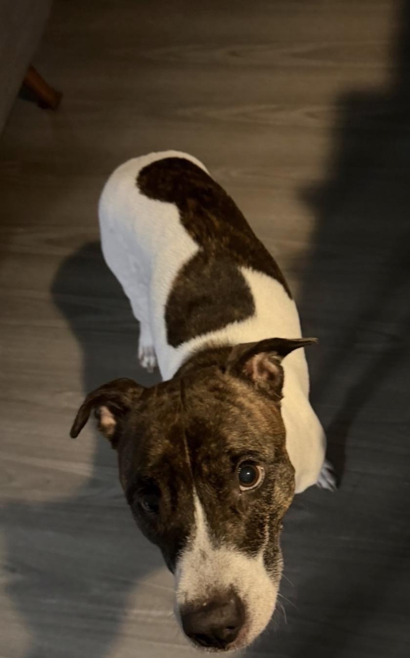 Enlarge Beauty, a Adopted mixed breed in New York, NY image 2/5