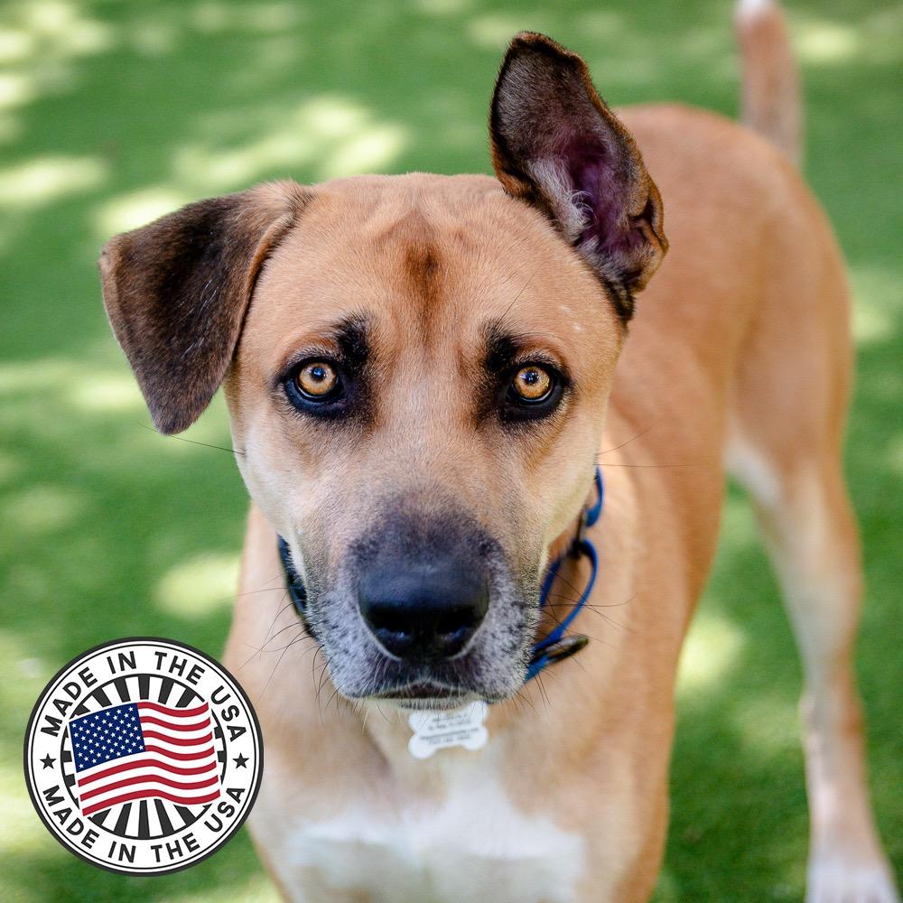 Chuck, Adoptable, Young Male Mixed Breed.