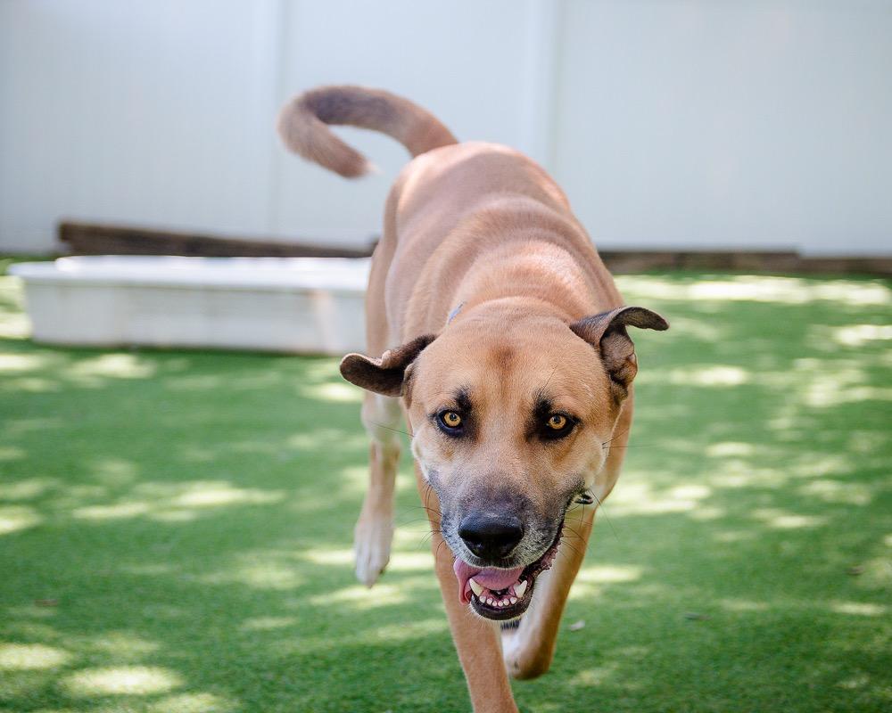 Chuck, a Adoptable mixed breed in Saint Petersburg, FL image 2/2