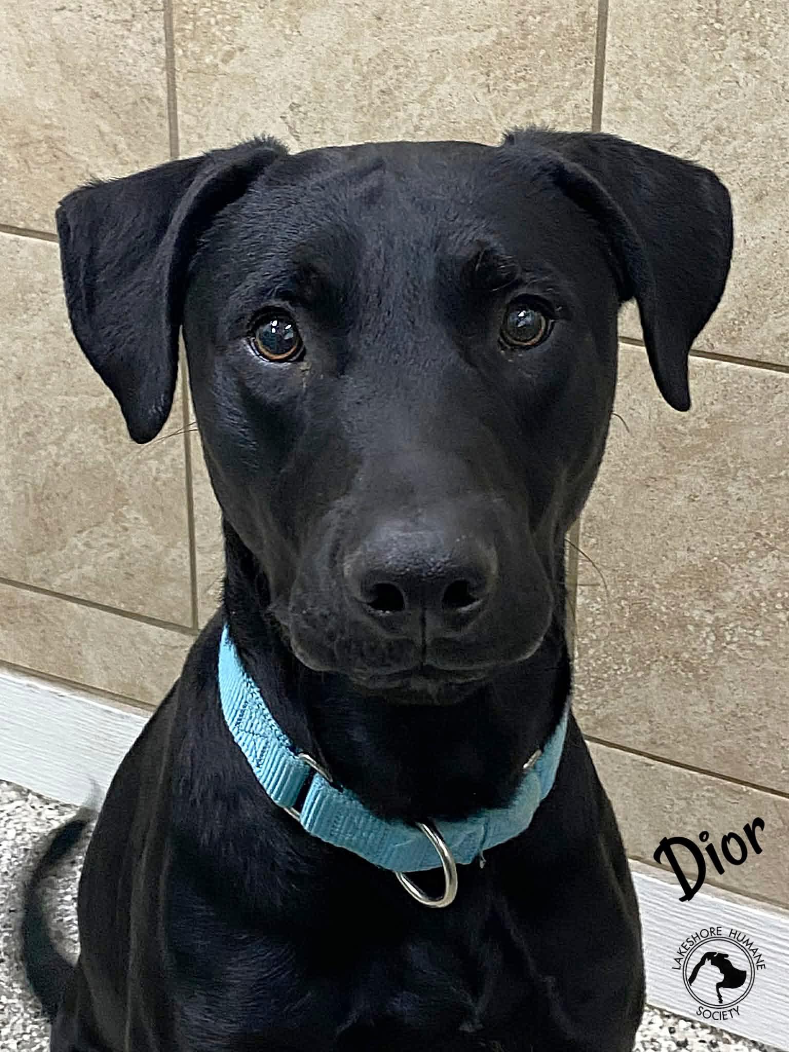 Enlarge Dior, a ADOPTABLE Labrador Retriever in Dunkirk, NY image 1/1