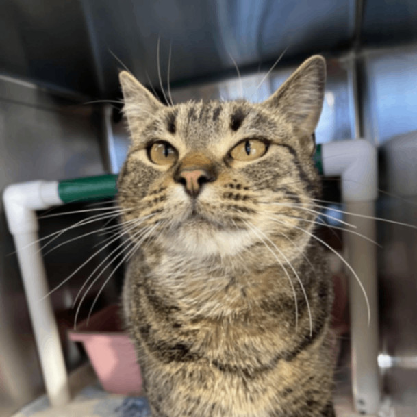 Li Li, an adoptable Domestic Short Hair in Sheridan, WY_image-1