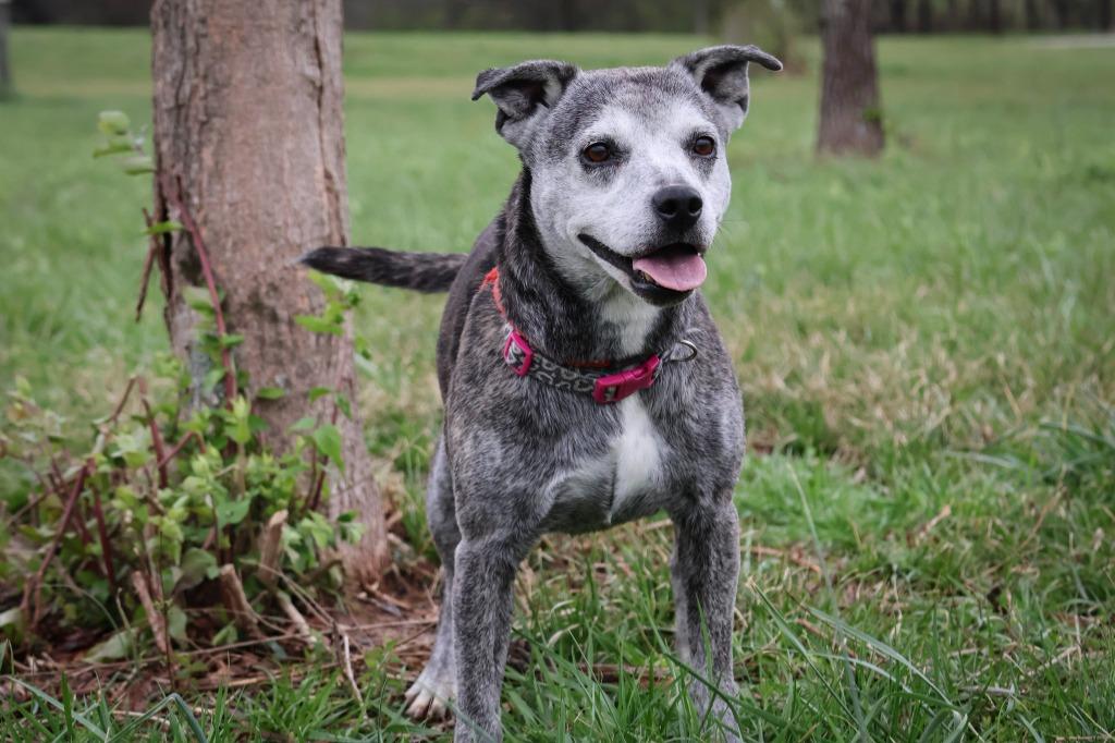 Daisy, Adoptable, Adult Female Mixed Breed.