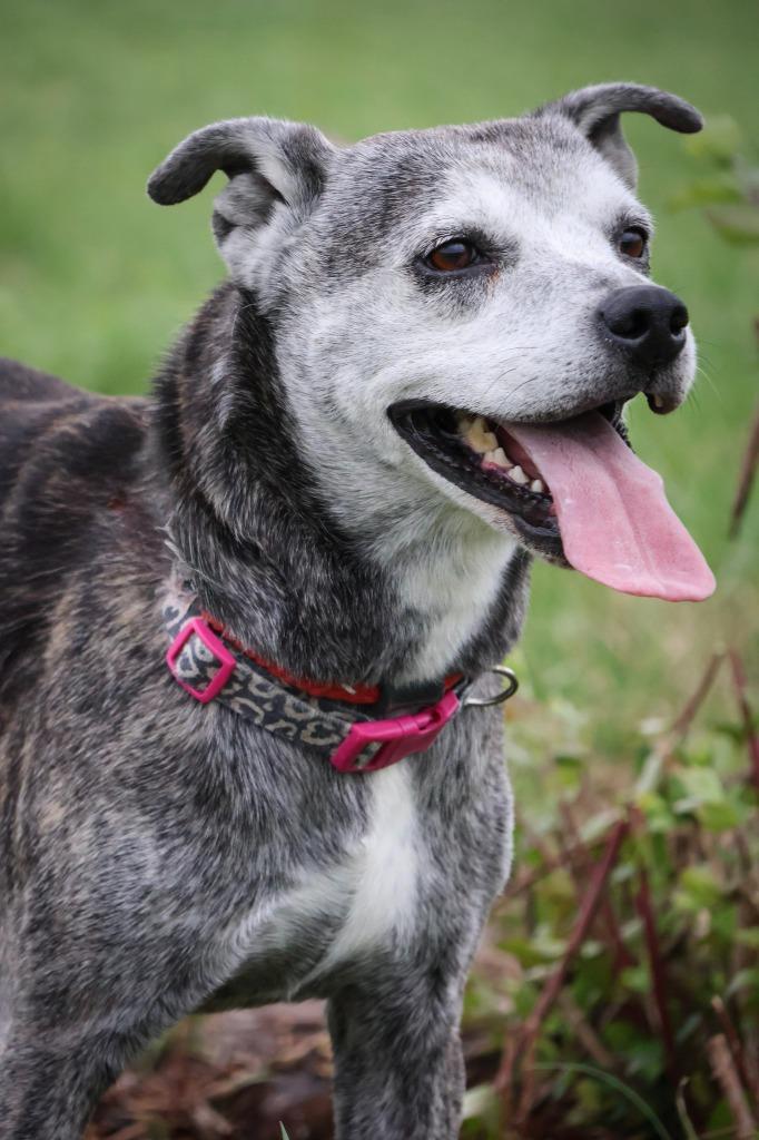 Daisy, a Adoptable mixed breed in Columbia, TN image 2/5