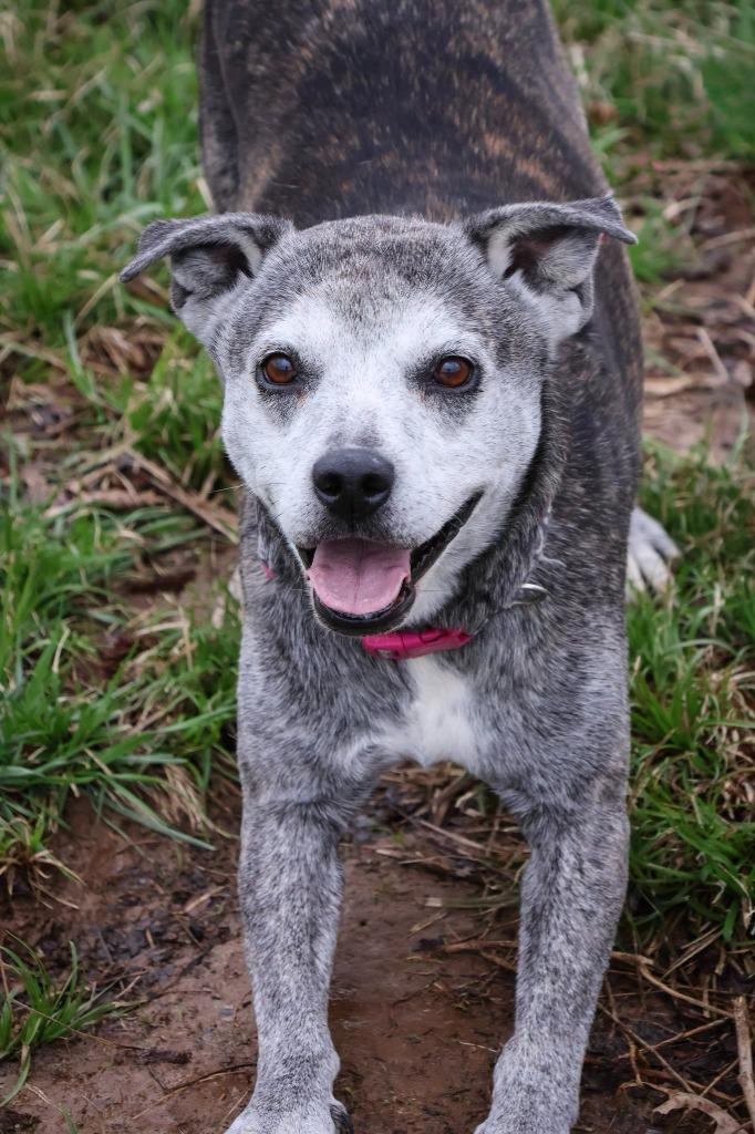 Daisy, a Adoptable mixed breed in Columbia, TN image 3/5