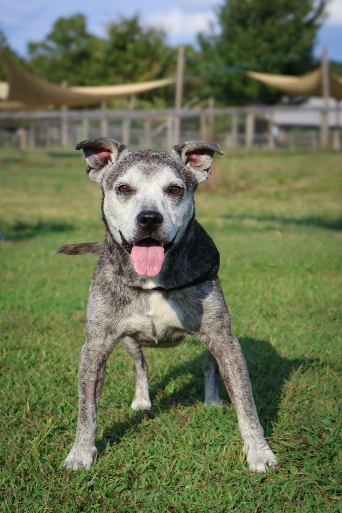 Daisy, a Adoptable mixed breed in Columbia, TN image 5/5