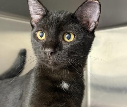 Enlarge Grover, a Adoptable mixed breed in New Hope, PA image 1/1