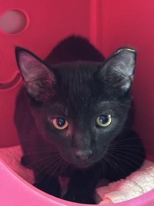 Grover, Adoptable, Young Male Domestic Short Hair & Domestic Short Hair.