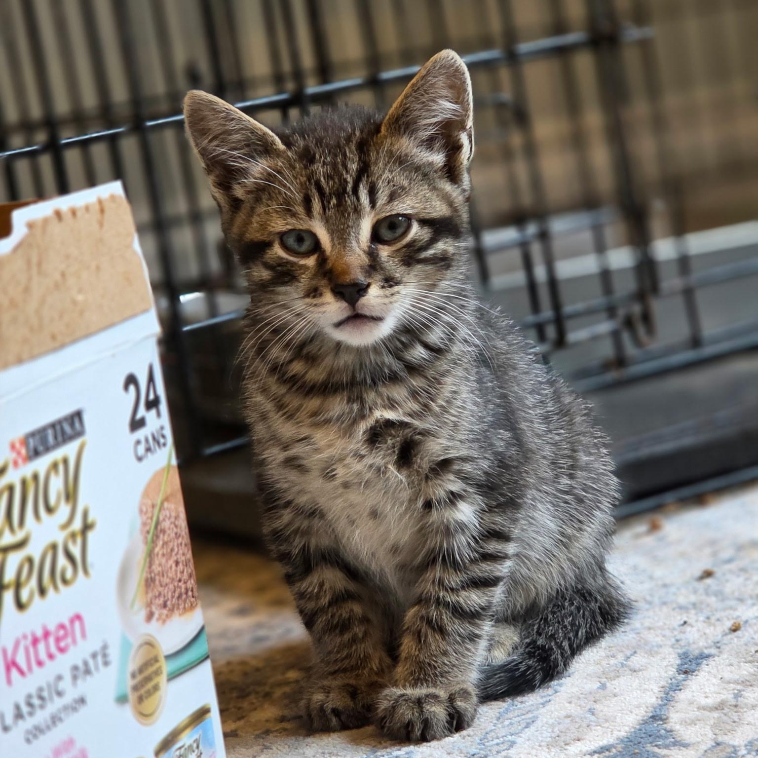 Wasabi, Adoptable, Kitten Male Domestic Short Hair & Tabby.