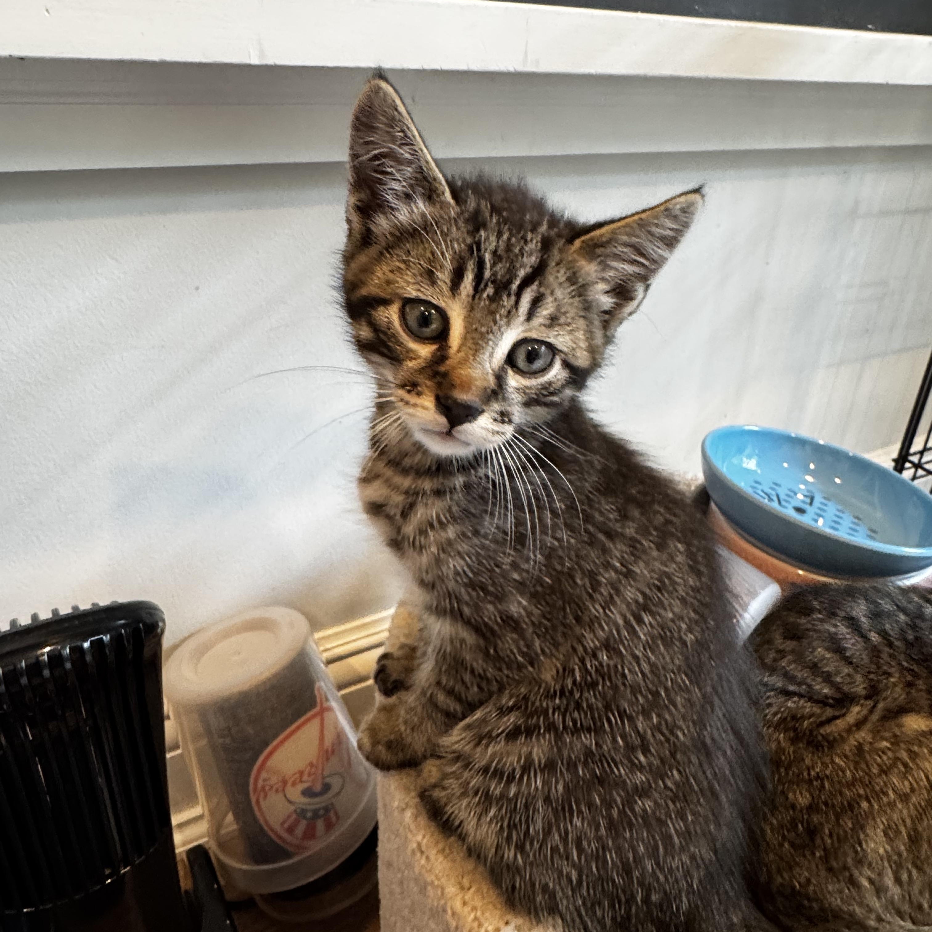 Wasabi, a Adoptable mixed breed in Moriches, NY image 2/2