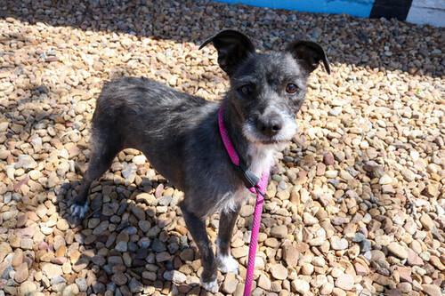 Piper, an adopted mixed breed in Denver, CO image 2/4