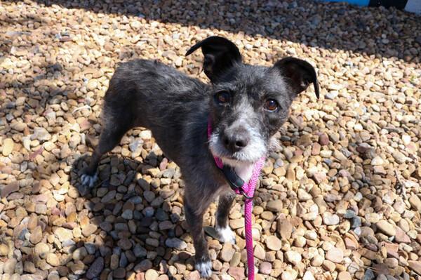 Piper, adopted, Adult Female Terrier & Chihuahua.