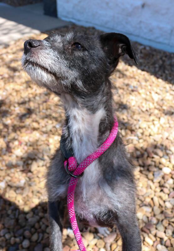 Piper, an adopted mixed breed in Denver, CO image 3/4