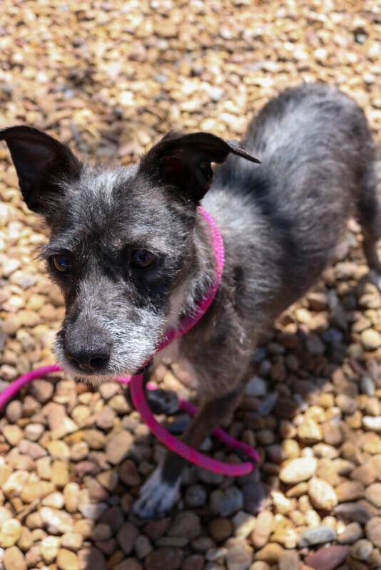 Piper, an adopted mixed breed in Denver, CO image 4/4