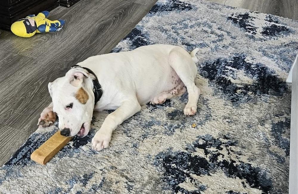 Hank (The Hi-5’s 2026), a Adoptable mixed breed in Wenonah, NJ image 1/5