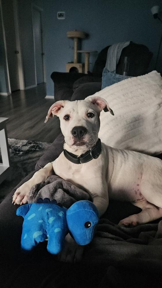 Hank (The Hi-5’s 2026), a Adoptable mixed breed in Wenonah, NJ image 2/5