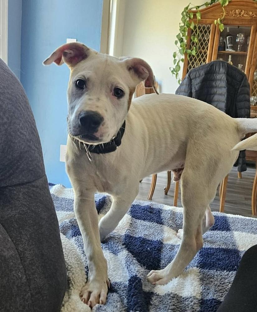 Hank (The Hi-5’s 2026), a Adoptable mixed breed in Wenonah, NJ image 3/5