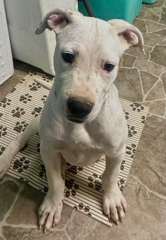 Hank (The Hi-5’s 2026), a Adoptable mixed breed in Wenonah, NJ image 4/5