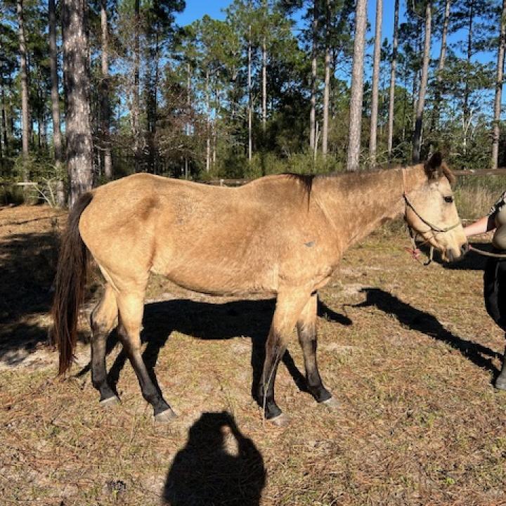 Enlarge Circe, a Adoptable Quarterhorse in Freeport, FL image 1/5