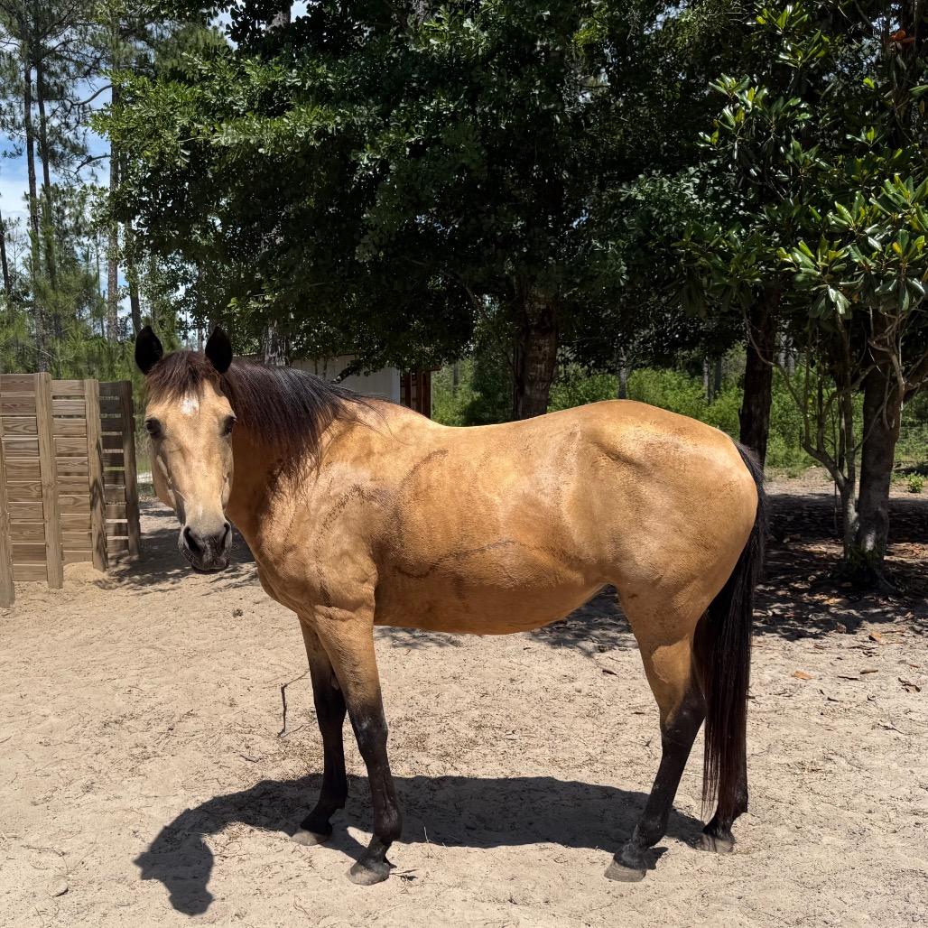 Enlarge Circe, a Adoptable Quarterhorse in Freeport, FL image 2/5