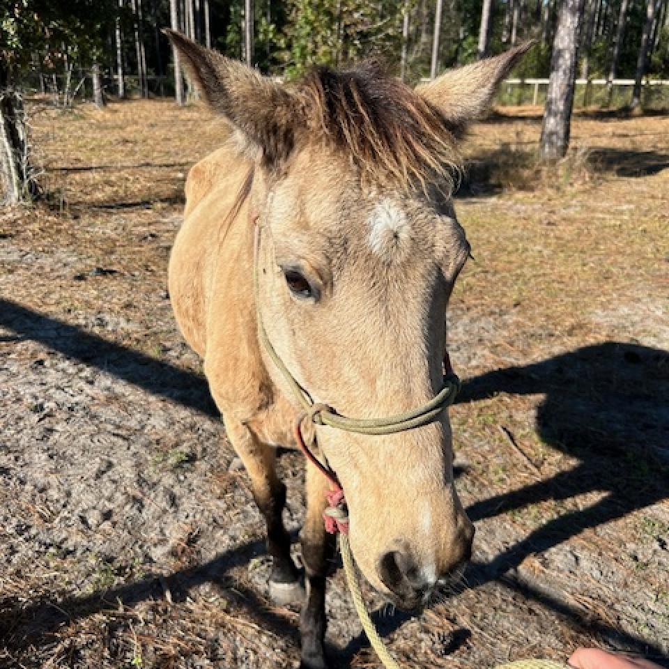 Enlarge Circe, a Adoptable Quarterhorse in Freeport, FL image 3/5