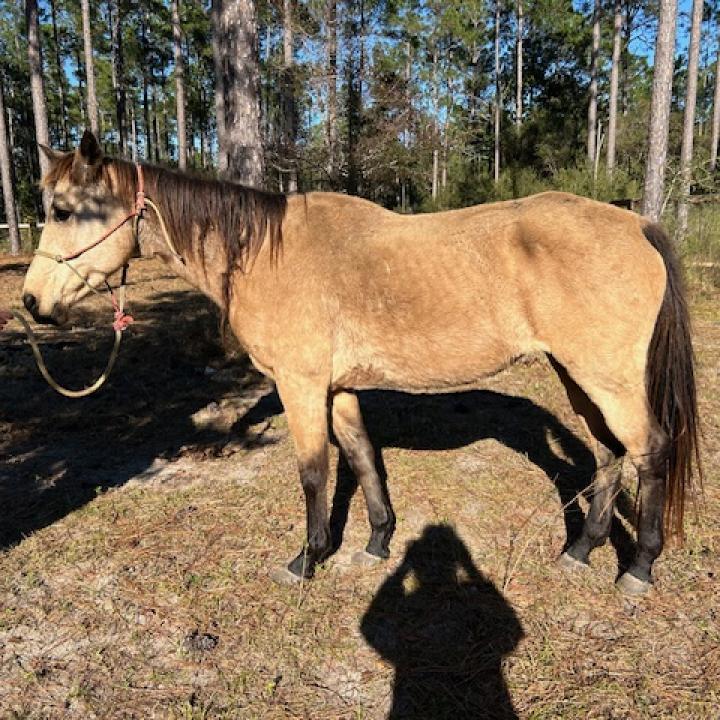Enlarge Circe, a Adoptable Quarterhorse in Freeport, FL image 4/5