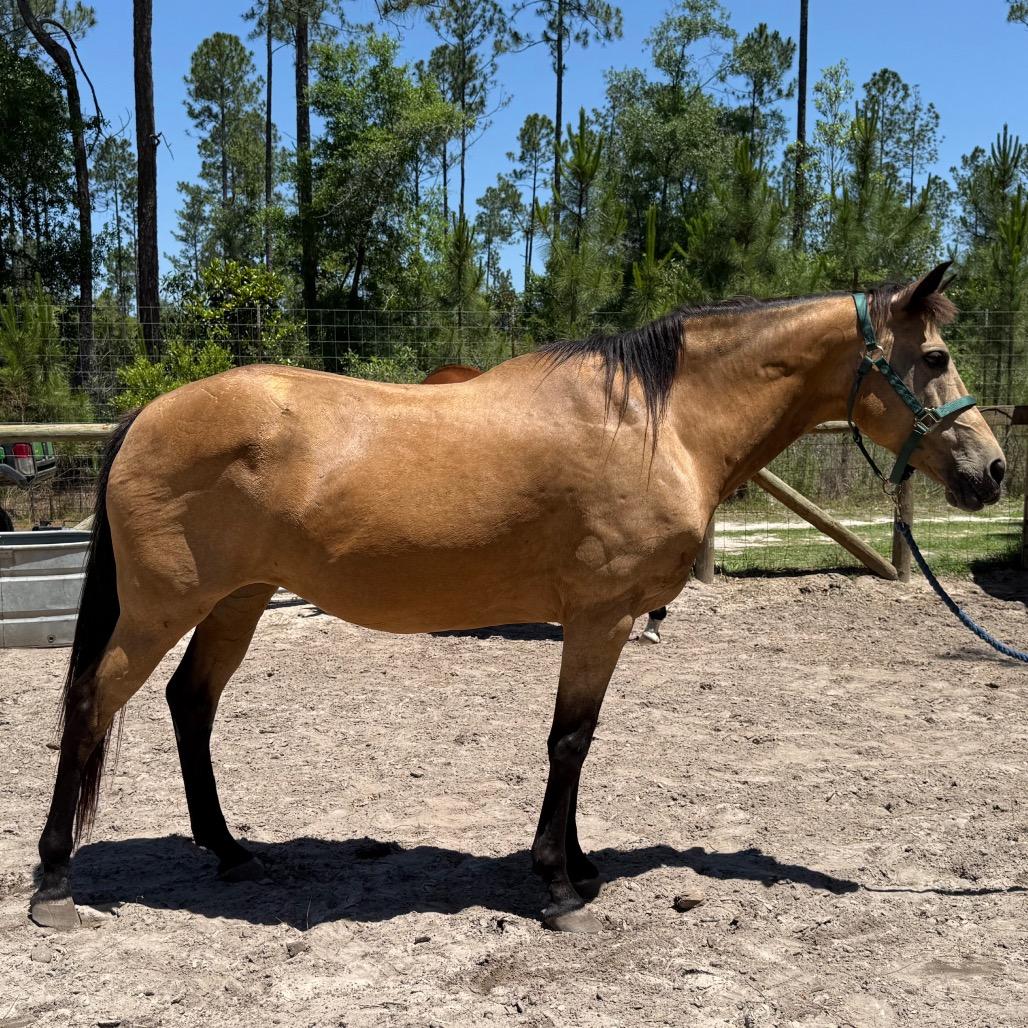 Enlarge Circe, a Adoptable Quarterhorse in Freeport, FL image 5/5