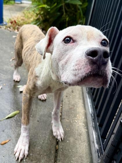 Stuart, Adoptable, Adult Male Terrier & Mixed Breed.