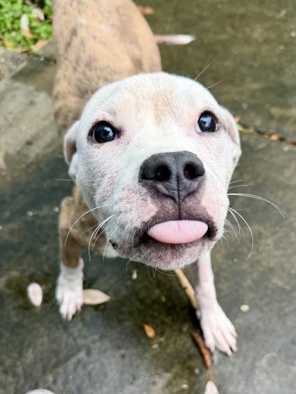 Stuart, a Adoptable mixed breed in New Orleans, LA image 2/3