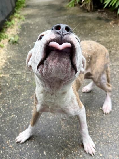 Stuart, a Adoptable mixed breed in New Orleans, LA image 3/3
