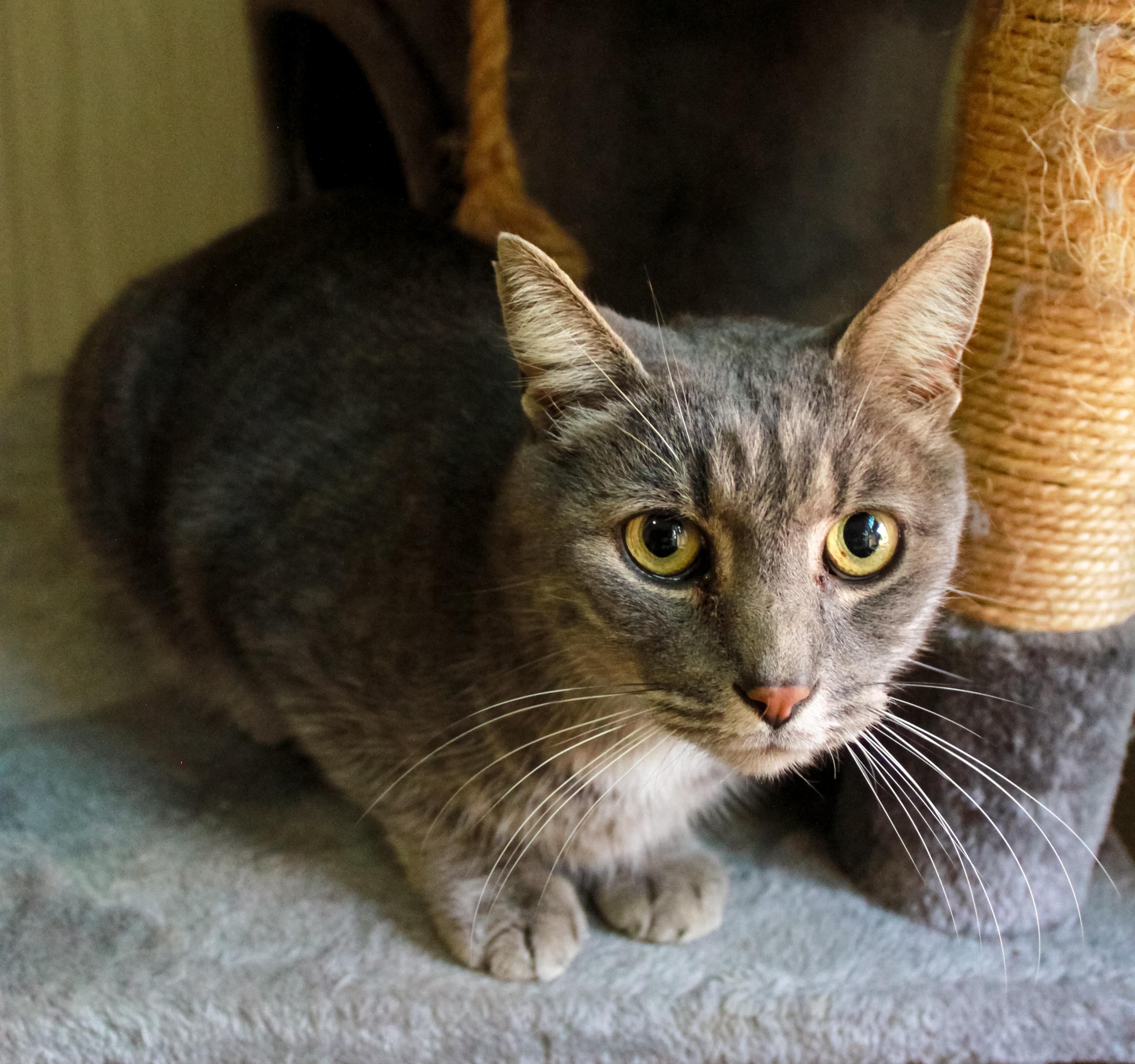 Enlarge DB, a Adoptable Domestic Short Hair in Ona, WV image 1/1