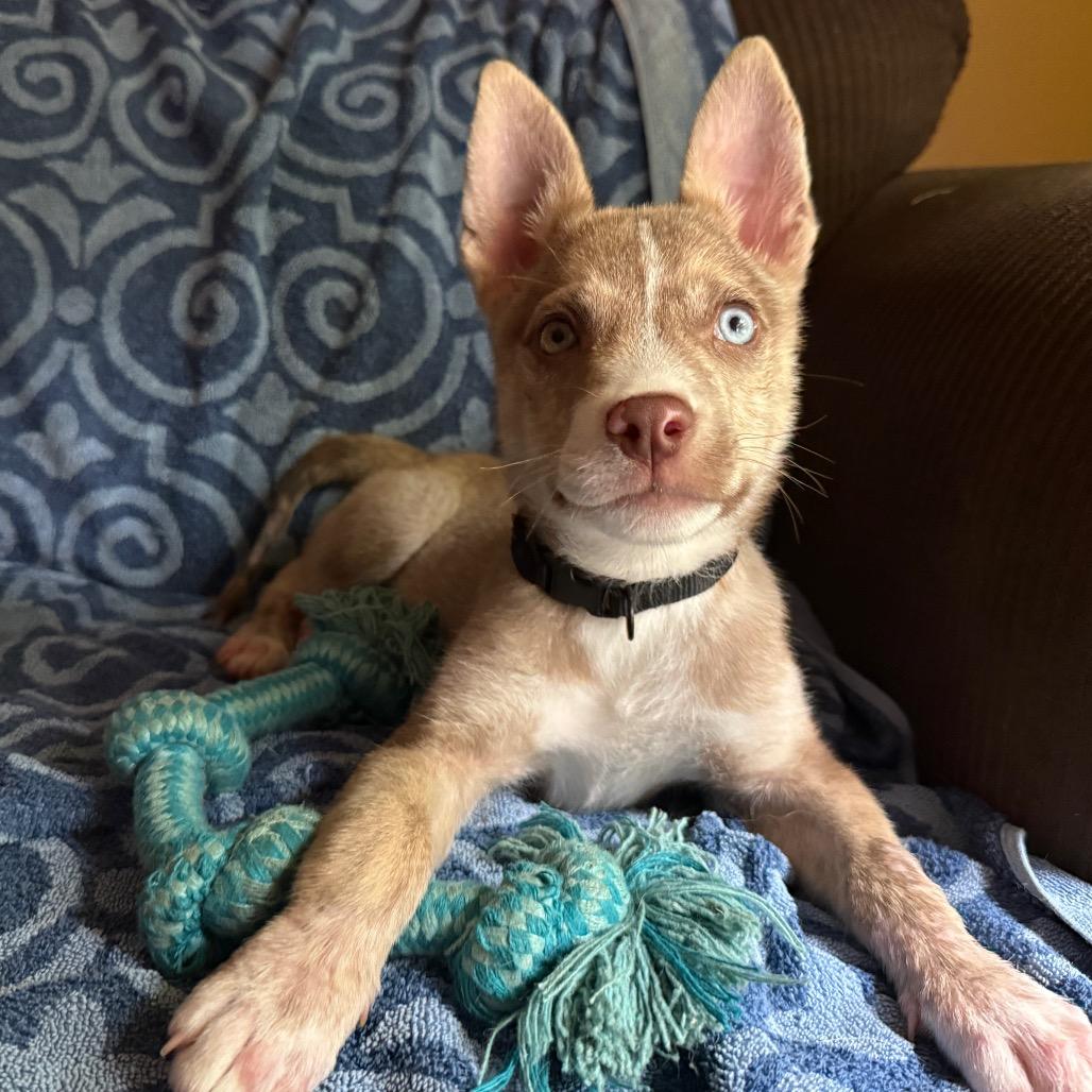 Milo, adopted, Puppy Male Husky.