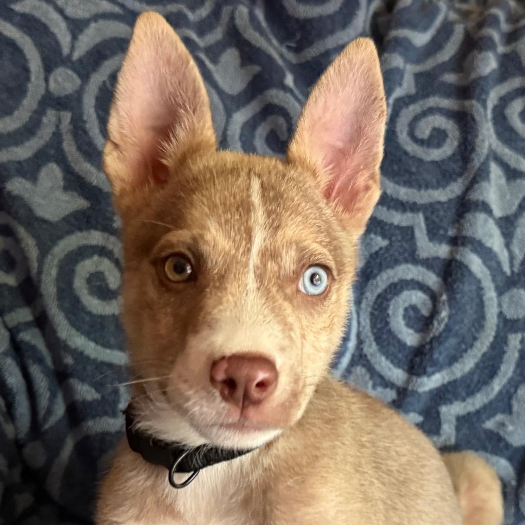 Milo, an adopted mixed breed in Bedminster, NJ image 4/5