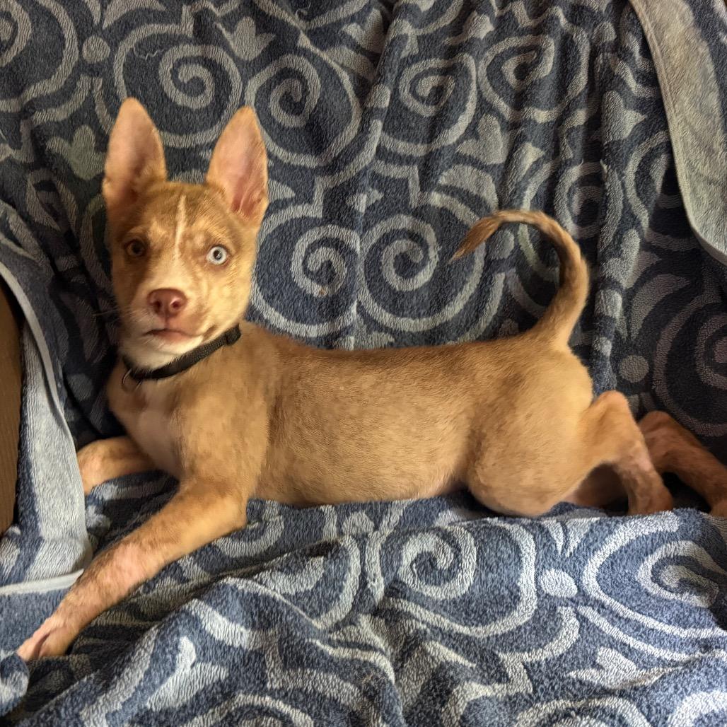 Milo, an adopted mixed breed in Bedminster, NJ image 3/5