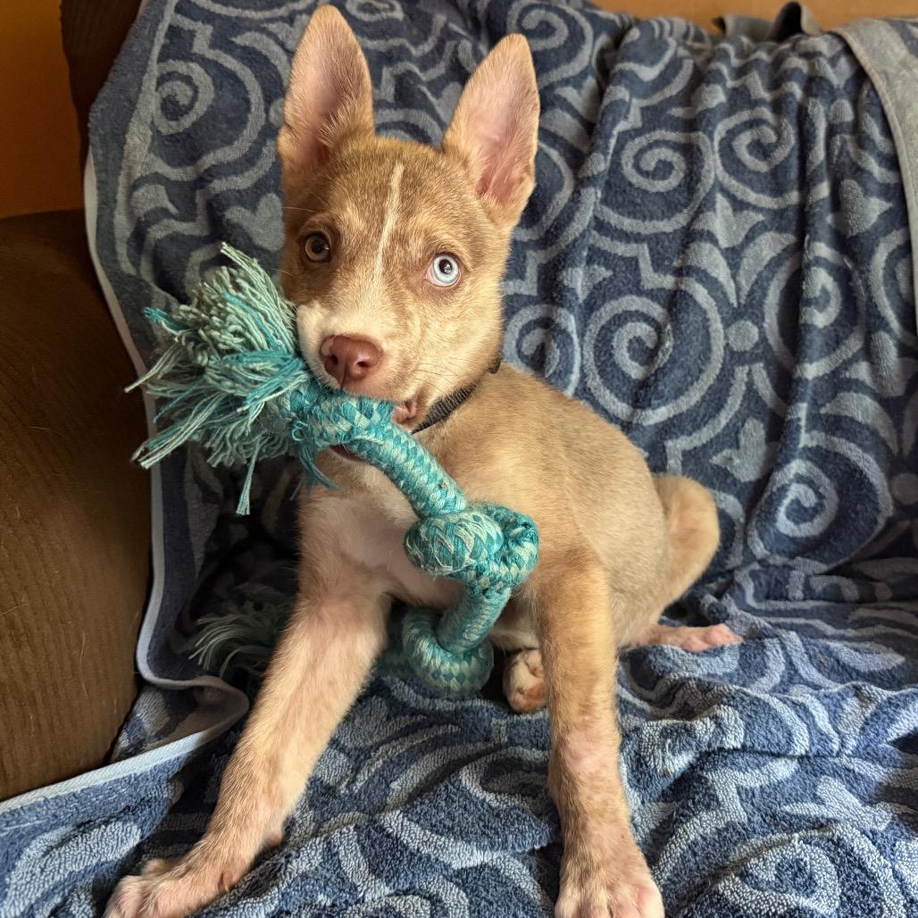 Milo, an adopted mixed breed in Bedminster, NJ image 2/5