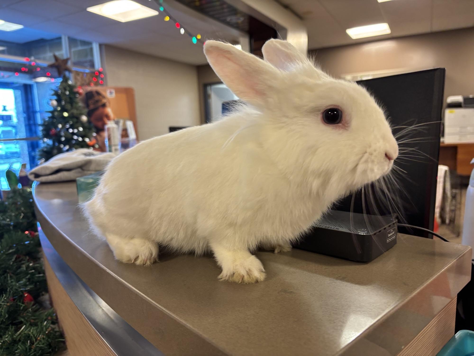 Freja OS-428/25, Adoptable, Young Female Bunny Rabbit.