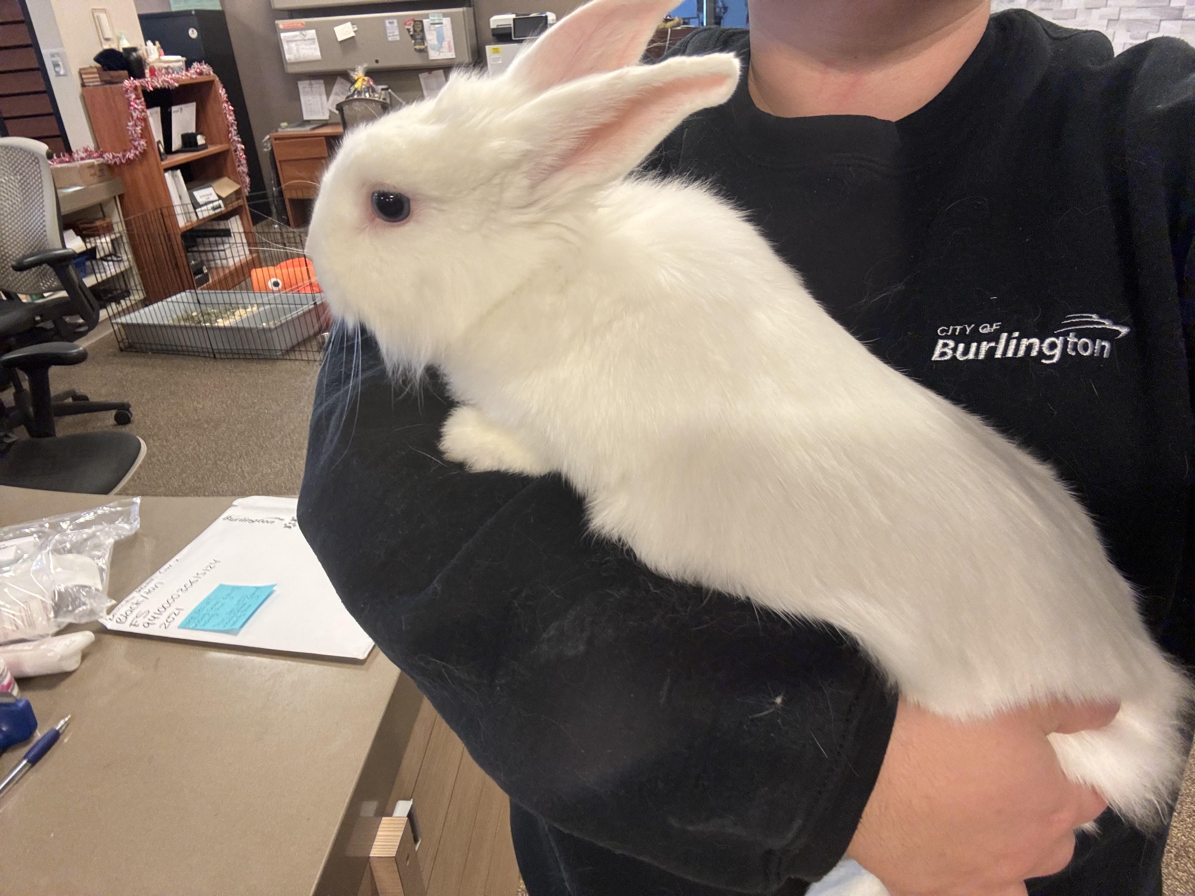 Enlarge Freja OS-428/25, a Adoptable Bunny Rabbit in Burlington, ON image 2/2