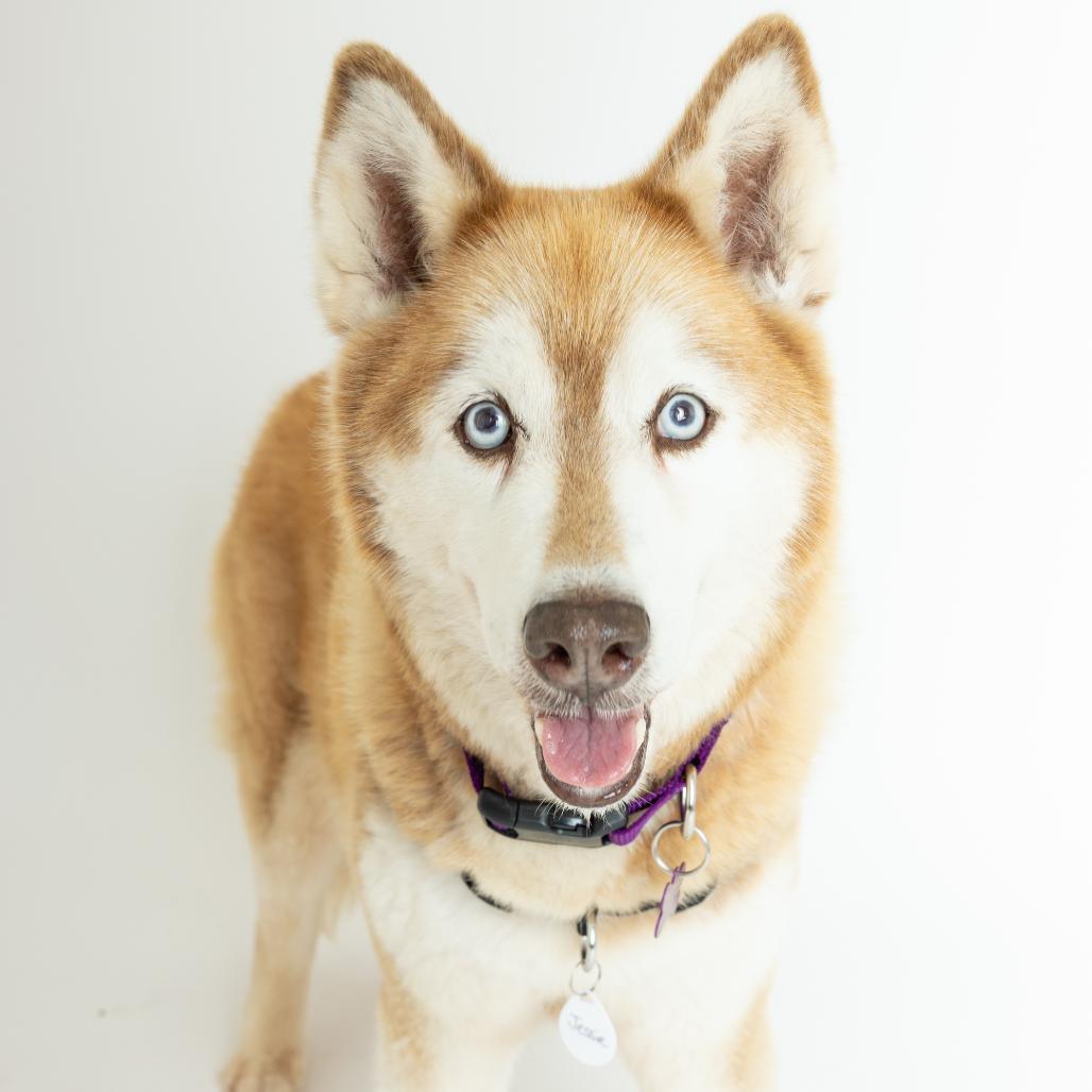 Jessie 14241, Adoptable, Senior Female Husky.