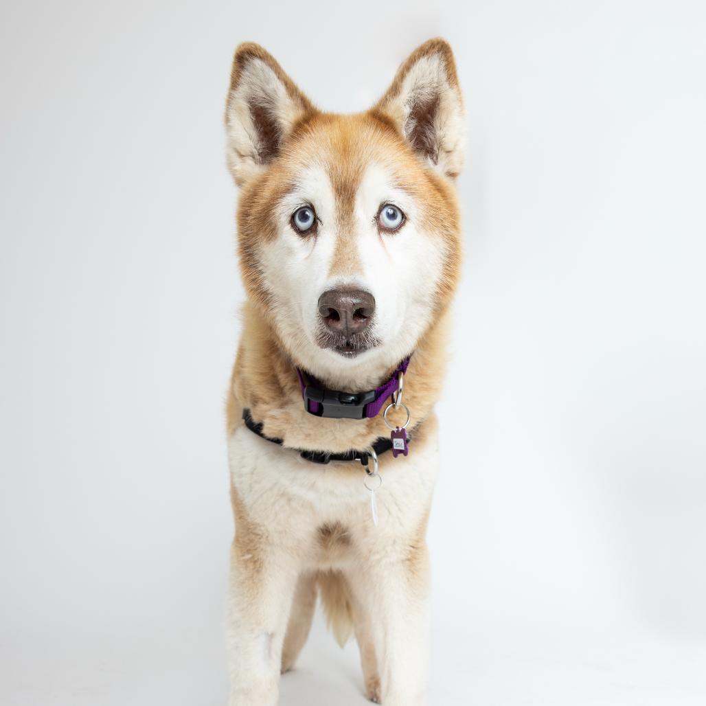 Jessie 14241, a Adoptable Husky in San Francisco, CA image 2/6