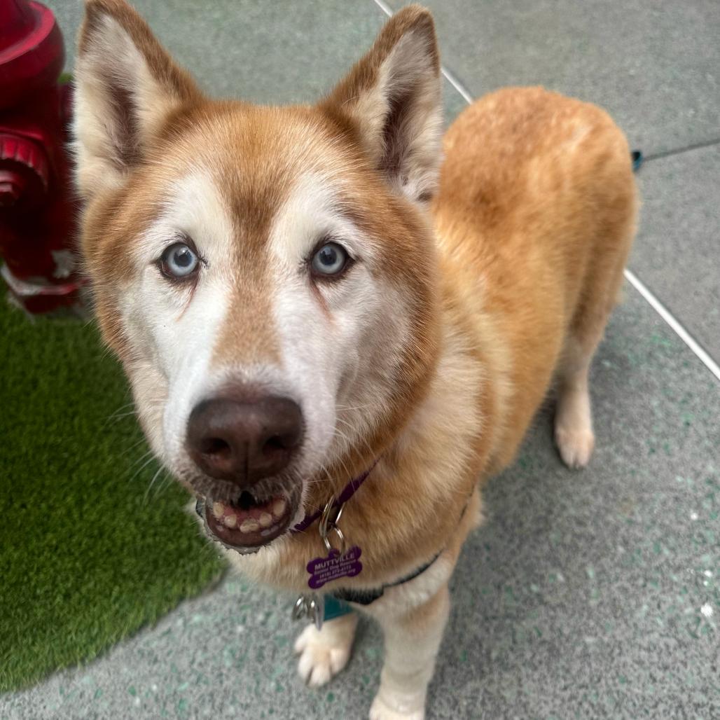 Jessie 14241, a Adoptable Husky in San Francisco, CA image 4/6
