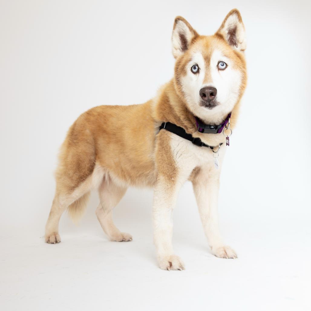 Jessie 14241, a Adoptable Husky in San Francisco, CA image 5/6