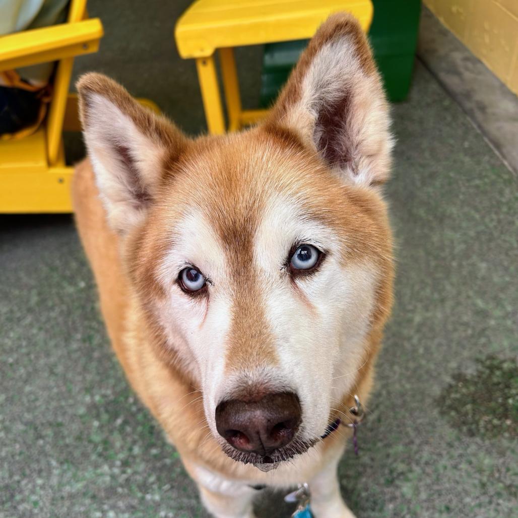 Jessie 14241, a Adoptable Husky in San Francisco, CA image 6/6