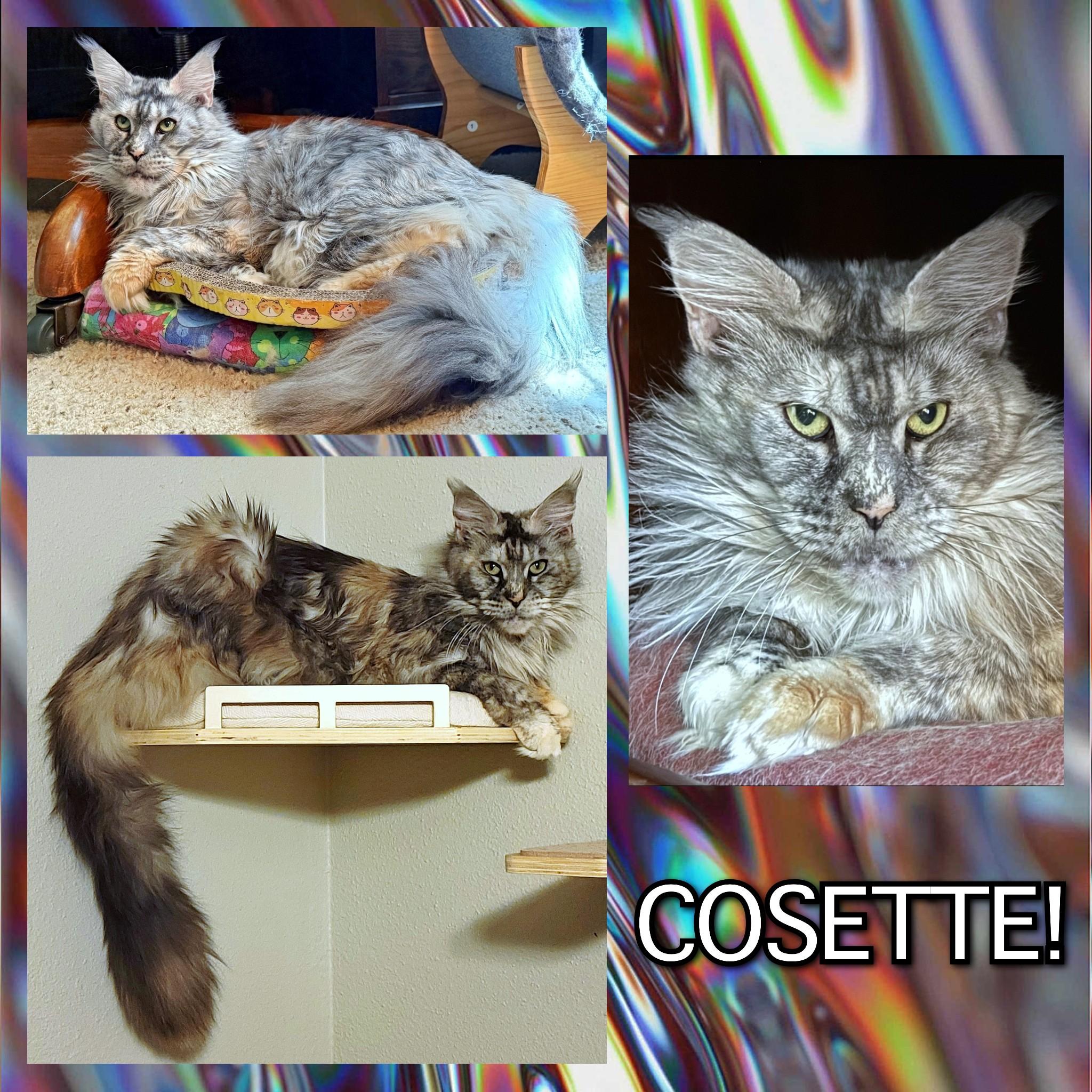 Cosette