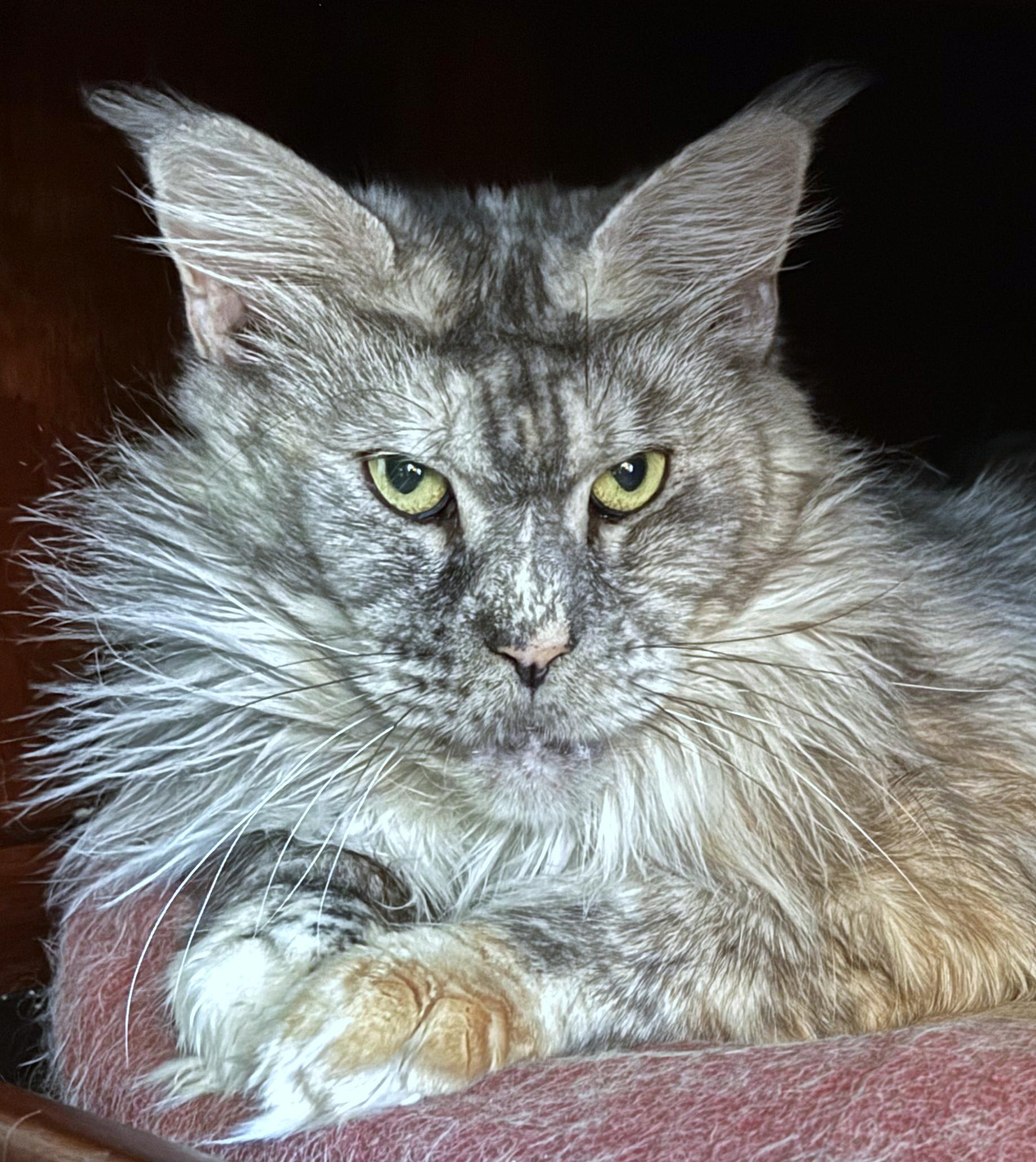 Cosette